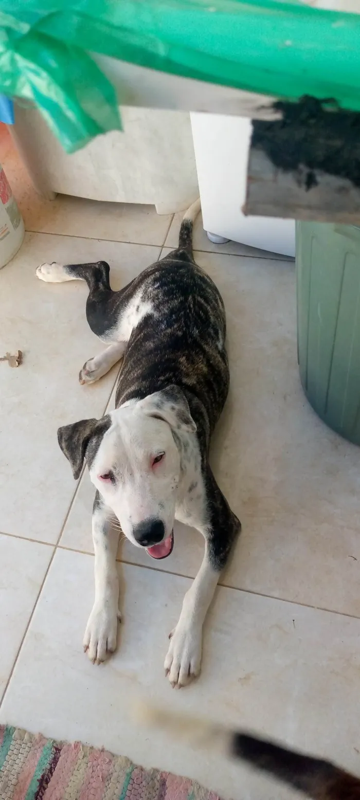 Cachorro ra a Pit-Bull idade 2 a 6 meses nome Estrela 