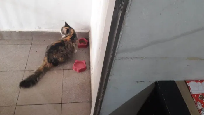 Gato ra a SRD-ViraLata idade 2 anos nome Florzinha