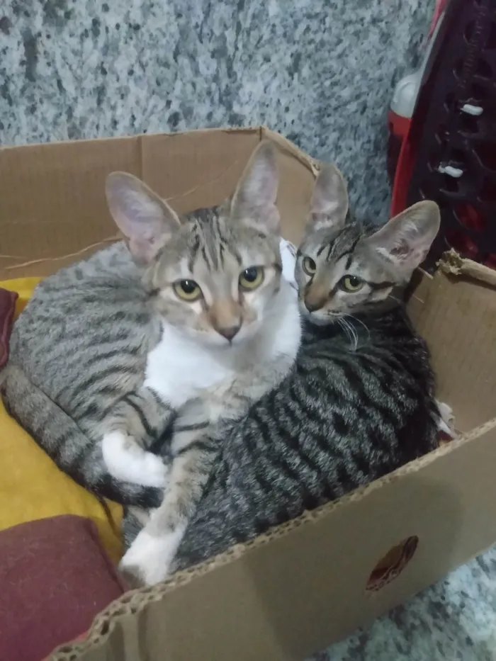 Gato ra a SRD-ViraLata idade 2 a 6 meses nome Nala