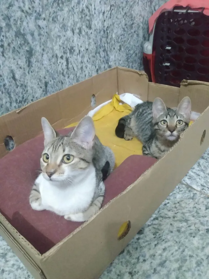 Gato ra a SRD-ViraLata idade 2 a 6 meses nome Nala