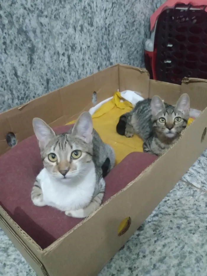 Gato ra a SRD-ViraLata idade 2 a 6 meses nome Nala