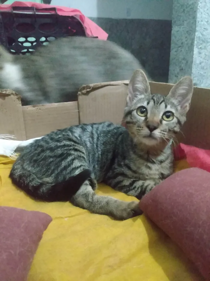 Gato ra a SRD-ViraLata idade 2 a 6 meses nome Nala