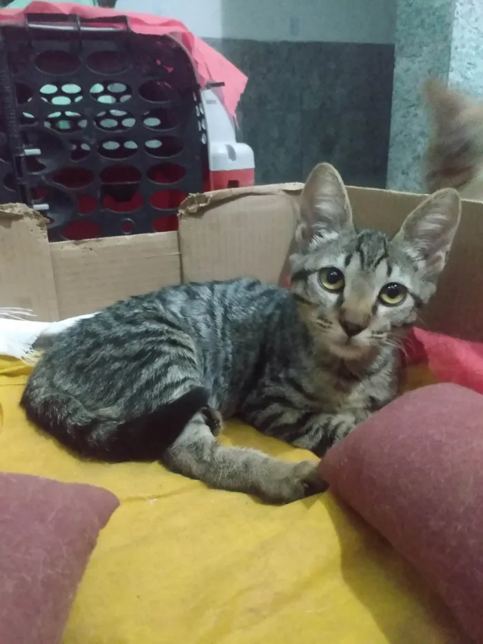 Gato ra a SRD-ViraLata idade 2 a 6 meses nome Nala