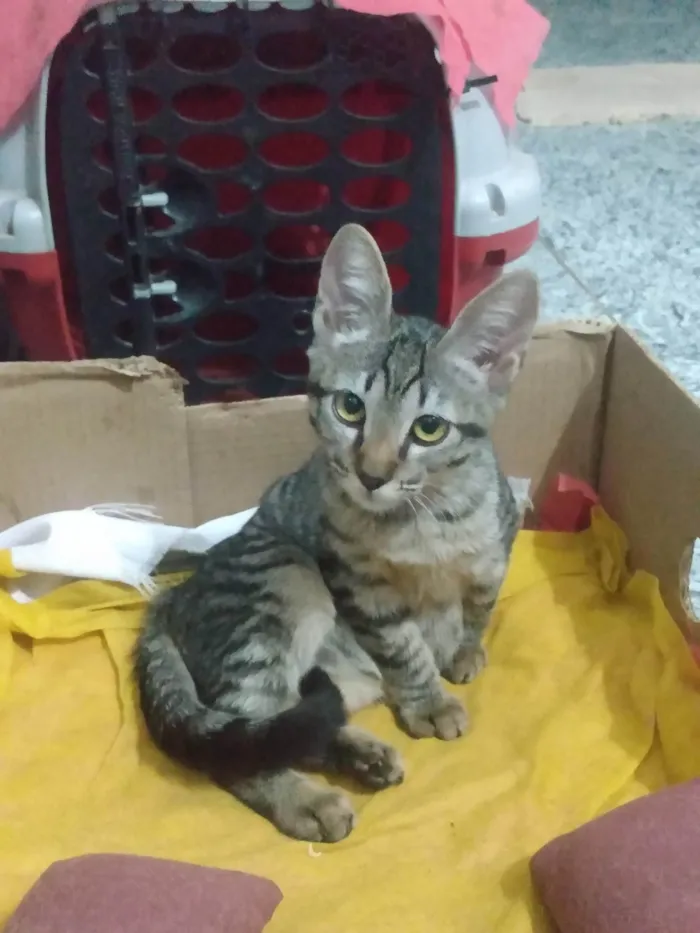 Gato ra a SRD-ViraLata idade 2 a 6 meses nome Nala