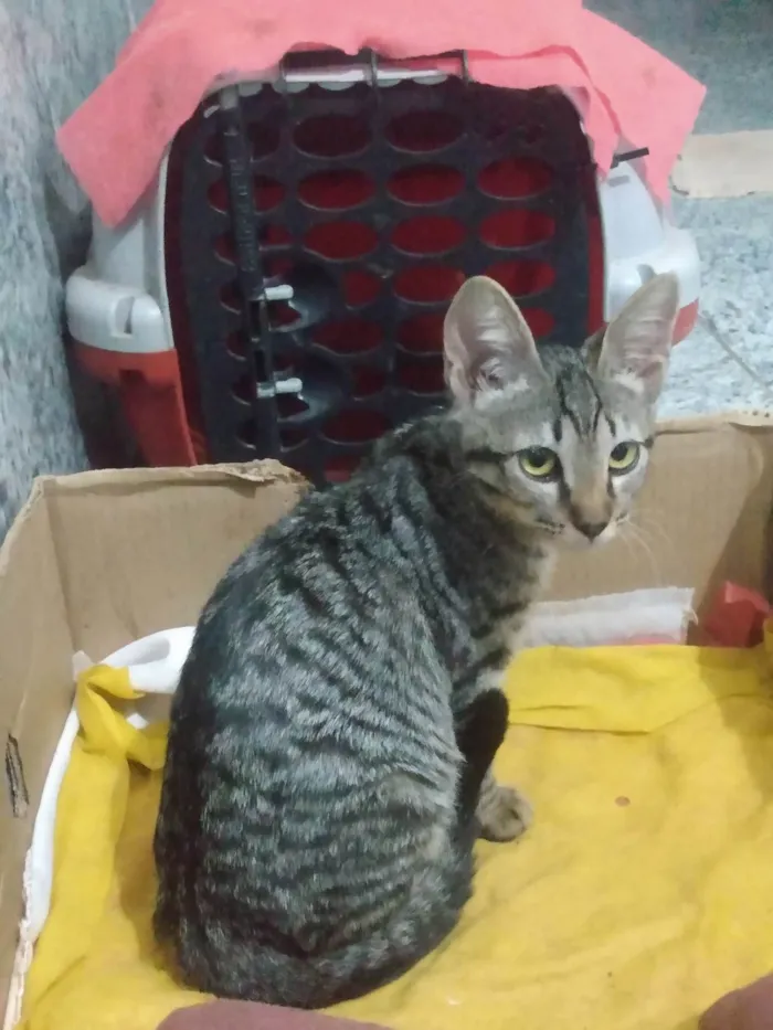 Gato ra a SRD-ViraLata idade 2 a 6 meses nome Nala