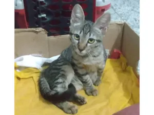 Gato raça SRD-ViraLata idade 2 a 6 meses nome Nala