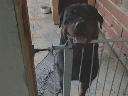 Cachorro raça Rottweiler idade 1 ano nome Rex 