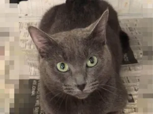 Gato raça SRD-ViraLata idade 2 anos nome Gatos Fofos 3 