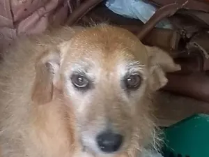 Cachorro raça SRD-ViraLata idade 1 ano nome Pita/bebê 