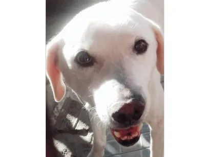 Cachorro raça Labrador idade 5 anos nome Marley