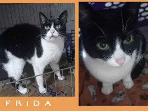 Gato raça SRD-ViraLata idade 1 ano nome FRIDA