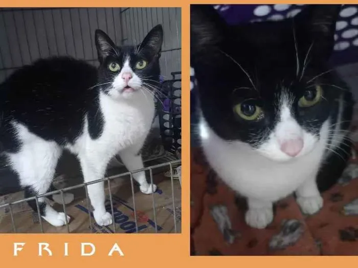 Gato ra a SRD-ViraLata idade 1 ano nome FRIDA