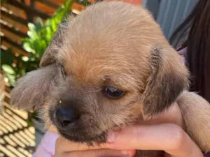 Cachorro raça SRD-ViraLata idade Abaixo de 2 meses nome Laila