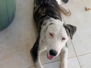 Cachorro raça Pit-Bull idade 2 a 6 meses nome Estrela 