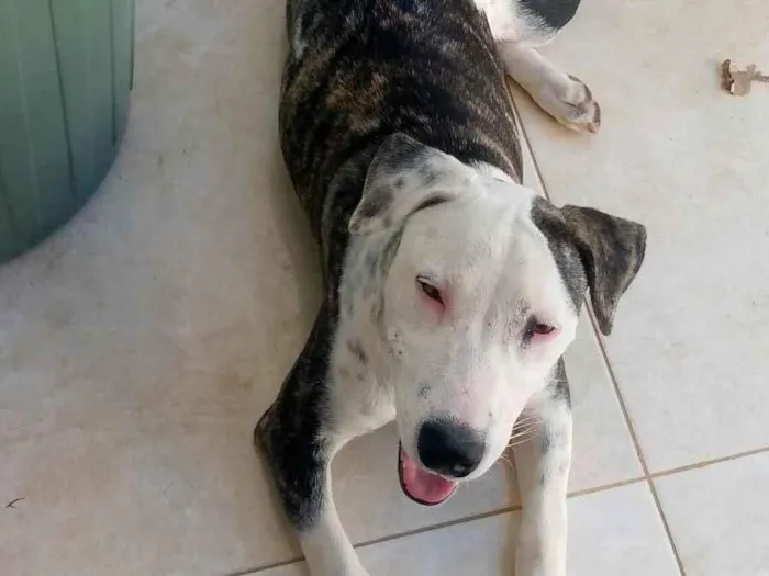 Cachorro ra a Pit-Bull idade 2 a 6 meses nome Estrela 