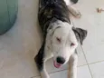 Estrela