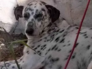 Cachorro raça SRD-ViraLata idade 6 ou mais anos nome Bili