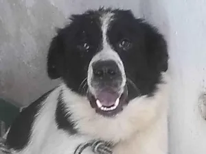 Cachorro raça SRD-ViraLata idade 1 ano nome Zeus