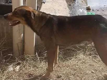 Cachorro raça SRD-ViraLata idade 6 ou mais anos nome Lupi