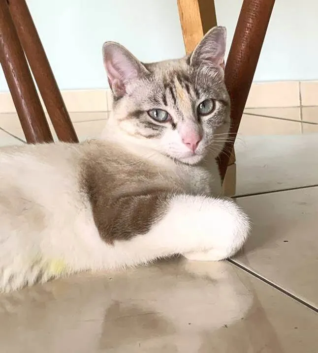 Gato ra a SRD-ViraLata idade 7 a 11 meses nome Ypê 