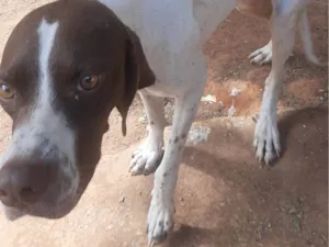 Cachorro raça Perdigueiro idade 1 ano nome Não sei 