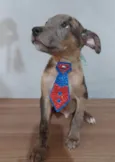 Filhotes 2 meses - castrados