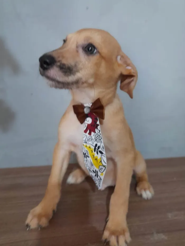 Cachorro ra a SRD-ViraLata idade 2 a 6 meses nome Filhotes 2 meses - castrados 