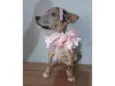 Filhotes 2 meses - castrados
