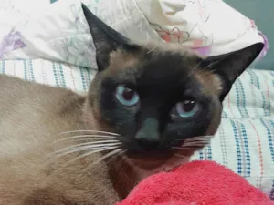 Gato raça SRD-ViraLata idade 3 anos nome Theo 