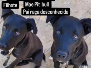 Cachorro raça Pit-Bull idade 2 a 6 meses nome APOLO