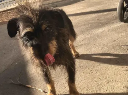 Cachorro raça SRD-ViraLata idade 3 anos nome Titio 