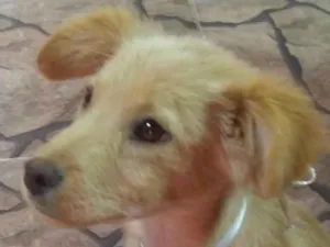 Cachorro raça SRD-ViraLata idade 2 a 6 meses nome Duque 