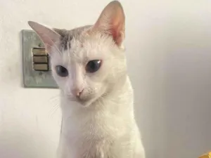 Gato raça SRD-ViraLata idade 1 ano nome Nina