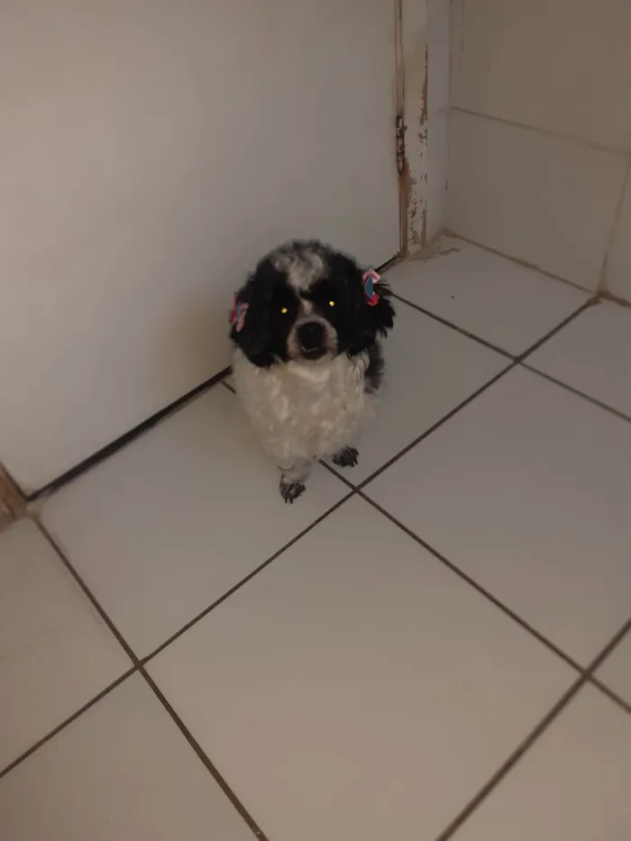 Cachorro ra a Shitzu idade 3 anos nome Melody 