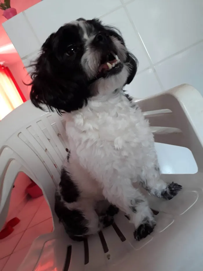 Cachorro ra a Shitzu idade 3 anos nome Melody 