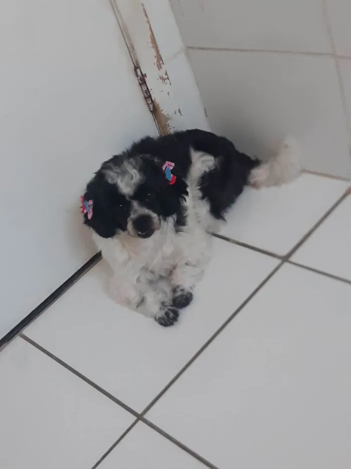 Cachorro ra a Shitzu idade 3 anos nome Melody 