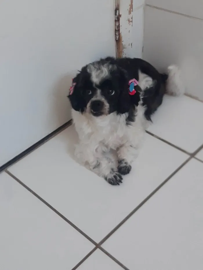 Cachorro ra a Shitzu idade 3 anos nome Melody 