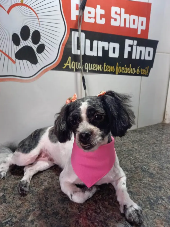 Cachorro ra a Shitzu idade 3 anos nome Melody 