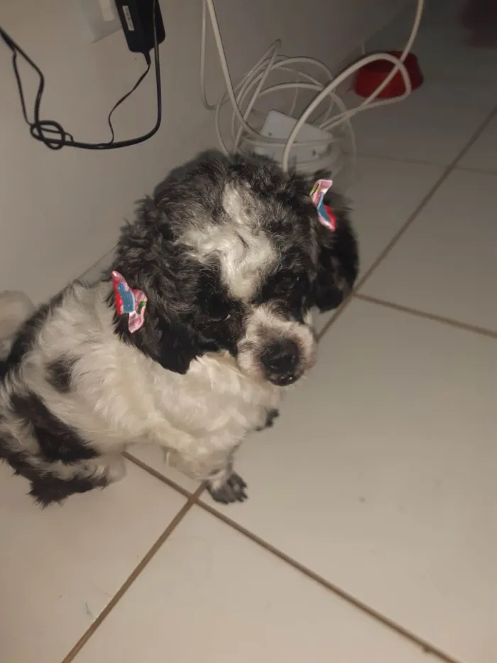 Cachorro ra a Shitzu idade 3 anos nome Melody 