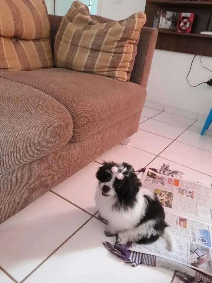 Cachorro ra a Shitzu idade 3 anos nome Melody 