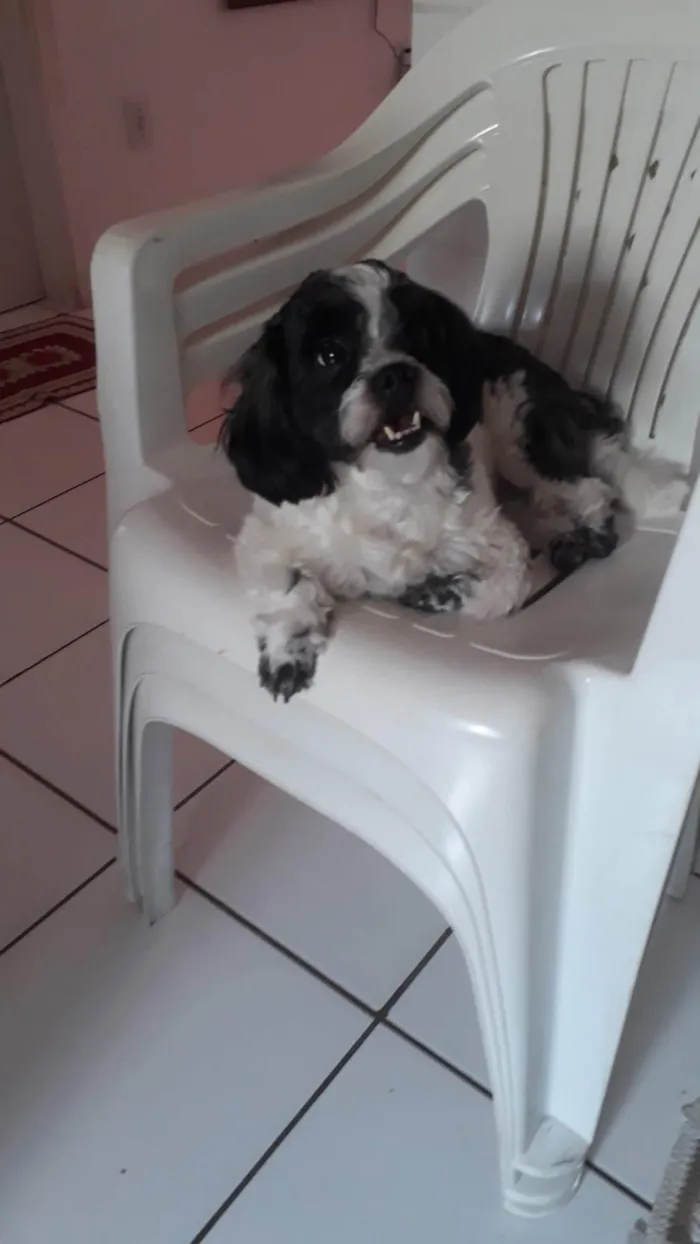 Cachorro ra a Shitzu idade 3 anos nome Melody 