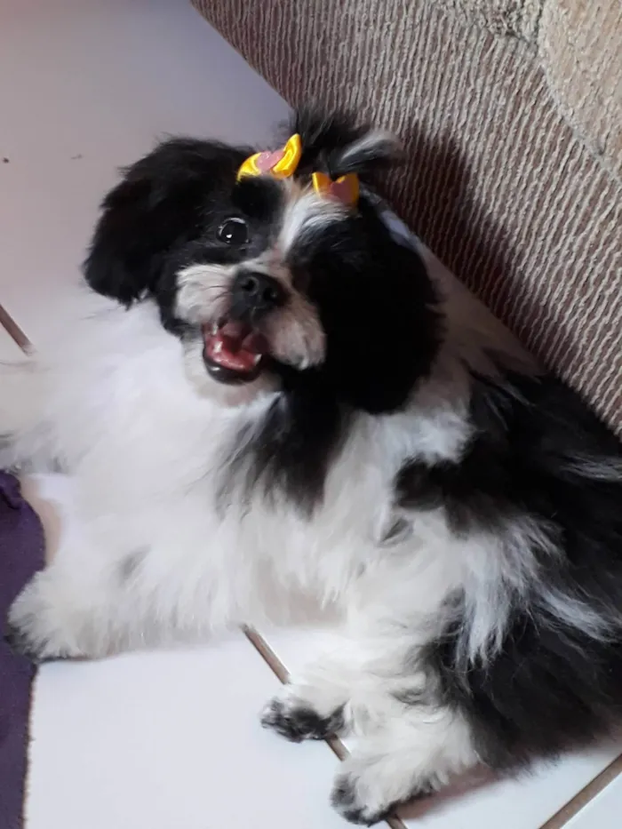 Cachorro ra a Shitzu idade 3 anos nome Melody 