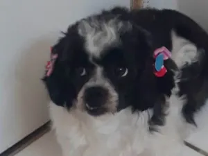 Cachorro raça Shitzu idade 3 anos nome Melody 
