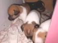 Lulu