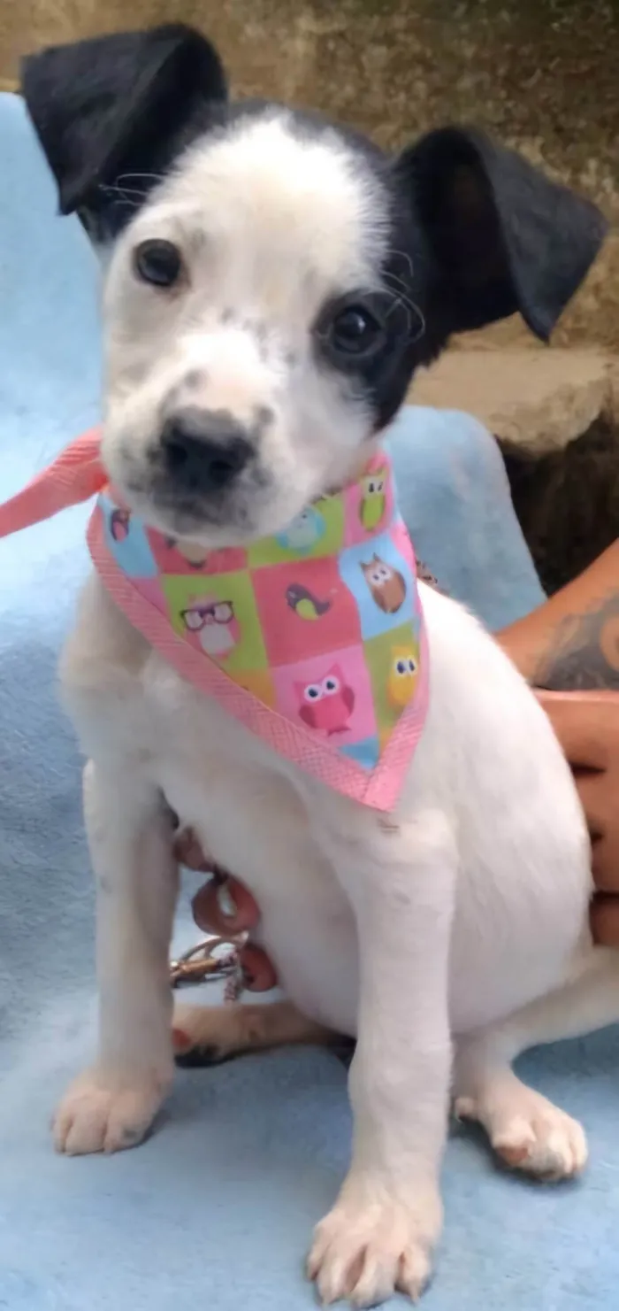 Cachorro ra a SRD-ViraLata idade 2 a 6 meses nome Dyana