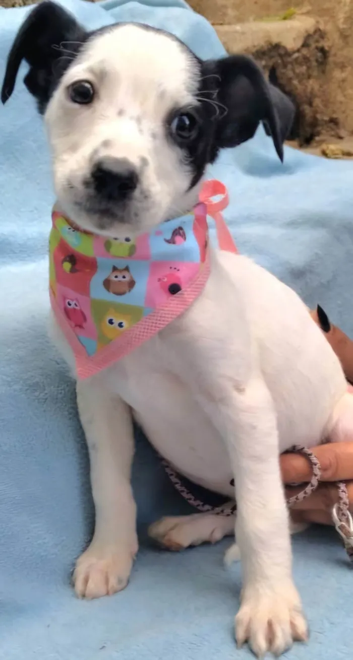 Cachorro ra a SRD-ViraLata idade 2 a 6 meses nome Dyana