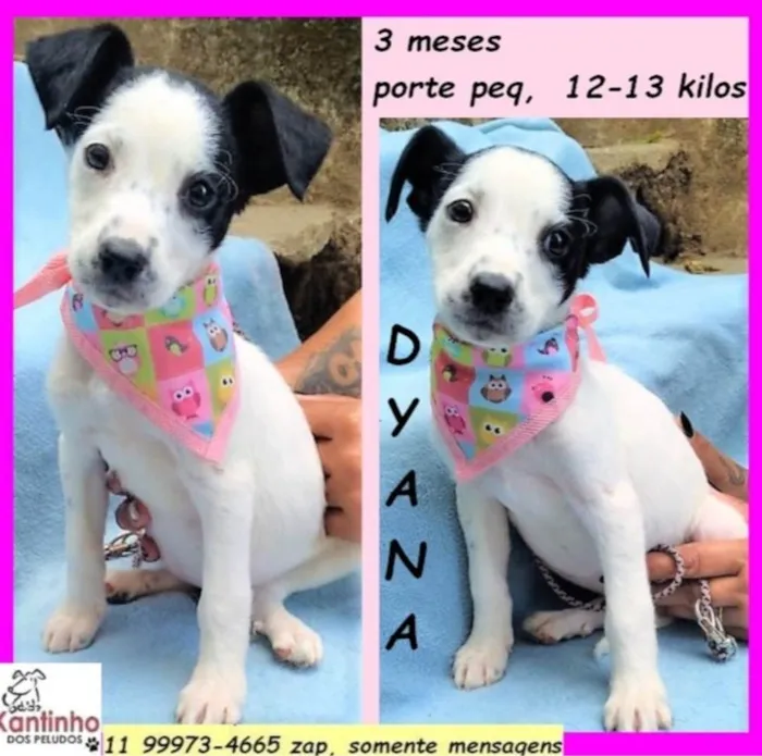 Cachorro ra a SRD-ViraLata idade 2 a 6 meses nome Dyana