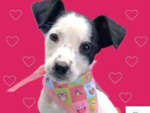 Cachorro raça SRD-ViraLata idade 2 a 6 meses nome Dyana