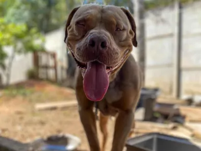 Cachorro raça Pit-Bull idade 2 anos nome Zeus