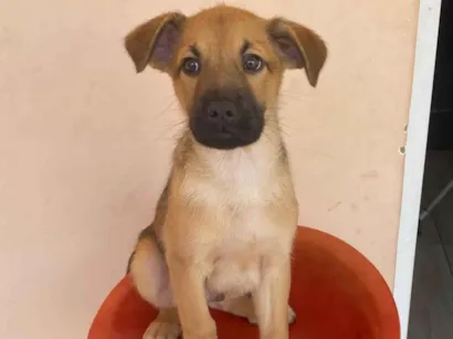 Cachorro raça SRD-ViraLata idade 2 a 6 meses nome Bolt